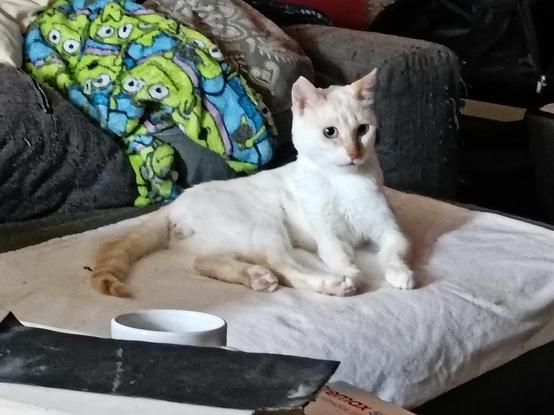 Foto de Ulises, un siamés redpoint, sobre una sábana blanca doblada en una de un sofá gris.
Ulises está recostado y mirando el PC, donde he puesto un vídeo de hacer Dioramas... Y no pierde detalle. Tras él hay una mini manta de los HV de ToyStory y una pila de almohadas.