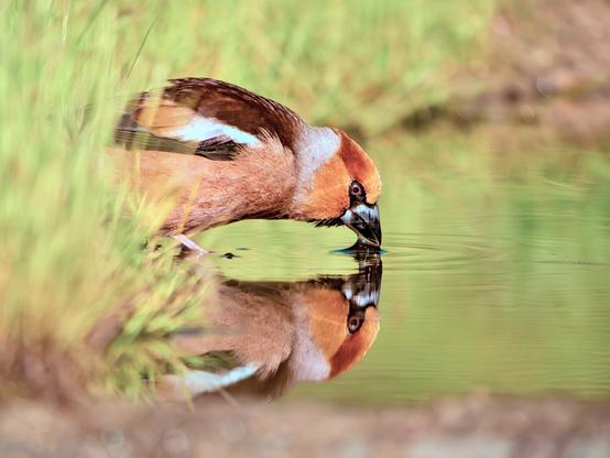 𝗣𝗶𝗰𝘁𝘂𝗿𝗲 𝗗𝗲𝘀𝗰𝗿𝗶𝗽𝘁𝗶𝗼𝗻 (𝗘𝗻𝗴): A Hawfinch peeks out from the grass to drink at a drinking pool, reflecting in the water's surface.

𝗗𝗲𝘀𝗰𝗿𝗶𝗽𝗰𝗶𝗼́𝗻 (𝗘𝘀𝗽): Un Picogordo asoma entre la hierba para beber en un bebedero, reflejándose en la superficie del agua.