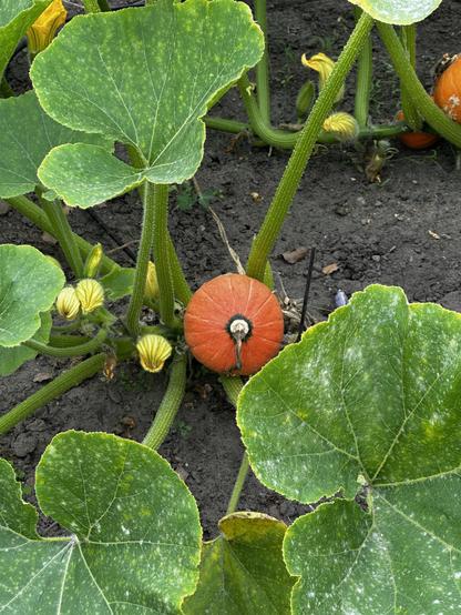 A vibrant orange pumpkin is partially hidden among large green leaves in a garden setting, with several yellow flower buds visible. The soil is dark, indicating a healthy growing environment.