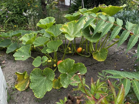 A pumpkin plant with large green leaves and several orange pumpkins growing among the foliage in a garden setting. Various other plants and flowers are visible in the background, adding to the lush, green environment.