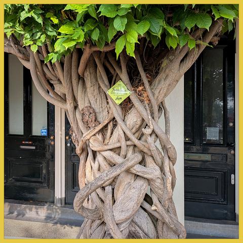 Awarded facade nature at a downtown Amsterdam house