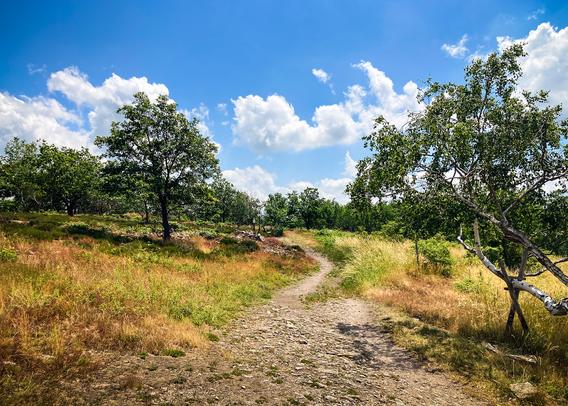 Blick auf eine Heidelandschaft mit vereinzelten Birken. Durch die Vegetation schlängelt sich ein Weg aus Steinen und Sand. Am Horizont stehen mehr Bäume.