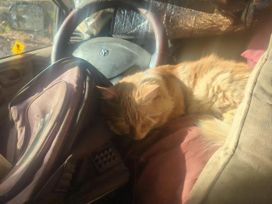 Fluffy orange cat sleeping in a sunbeam on a rather disheveled pile of pillows on bed that goes up to the dashboard of no-build build minivan camper. Windshield doubles as skylight. It is the morning after thunderstorms and flash floods.