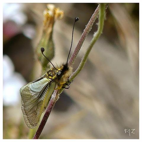 L'Ascalaphe blanc (Libelloides lacteus) est une espèce d'insecte névroptère appartenant à la famille des Ascalaphidés. Originaire principalement du sud-est de la France, cette espèce présente une envergure d'environ 50 millimètres. Elle se distingue par ses ailes nervurées de noir avec des taches blanches laiteuses, parfois jaune clair, et par la forme particulière de la tache basale de l'aile postérieure, qui est tronquée et non allongée.