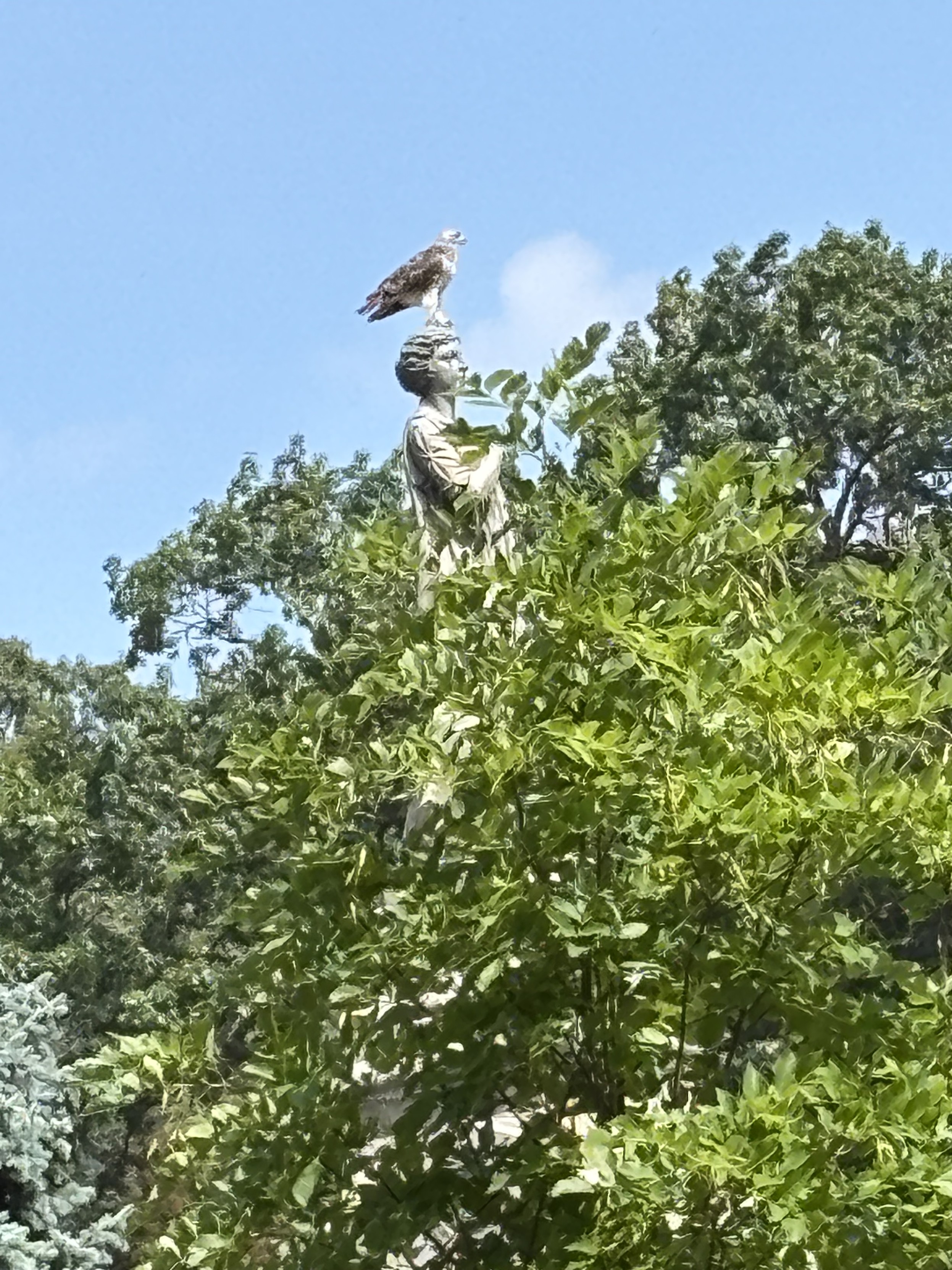 a raptor sitting on top of a grave monument