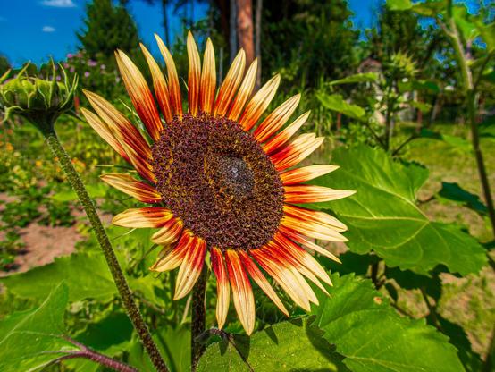A vibrant sunflower with a dark center and petals that transition from yellow to red, accompanied by a green sunflower bud and lush green leaves in the background.

Żywy słonecznik z ciemnym środkiem i płatkami, które przechodzą z żółtego na czerwony, któremu towarzyszy zielony pączek słonecznika i bujne zielone liście w tle.