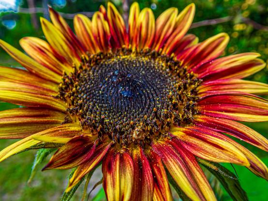 A close-up of a vibrant sunflower with yellow and red petals surrounding a dark center. The background is blurred, emphasizing the flower's details.

Zbliżenie żywego słonecznika z żółtymi i czerwonymi płatkami otaczającymi ciemny środek. Tło jest rozmyte, podkreślając szczegóły kwiatu.