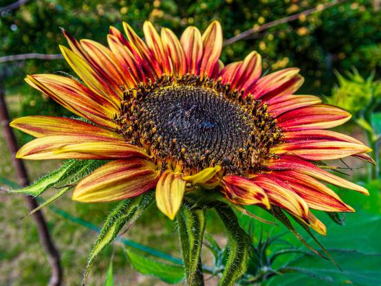 A close-up of a sunflower with vibrant yellow and red petals surrounding a central disk filled with seeds. The background features green foliage, adding to the natural setting.

Zbliżenie słonecznika z żywymi żółtymi i czerwonymi płatkami otaczającymi centralny dysk wypełniony nasionami. Tło ma zielone liście, dodając naturalnej scenerii.