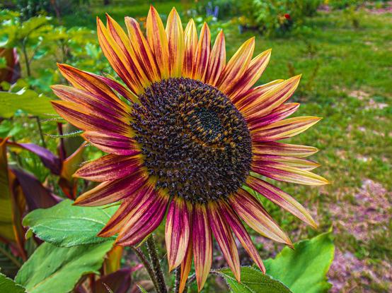 A vibrant sunflower with yellow and reddish petals is featured, set against a green, blurred background of garden foliage.

Prezentowany jest żywy słonecznik z żółtymi i czerwonawymi płatkami, osadzony na zielonym, rozmytym tle liści ogrodowych.