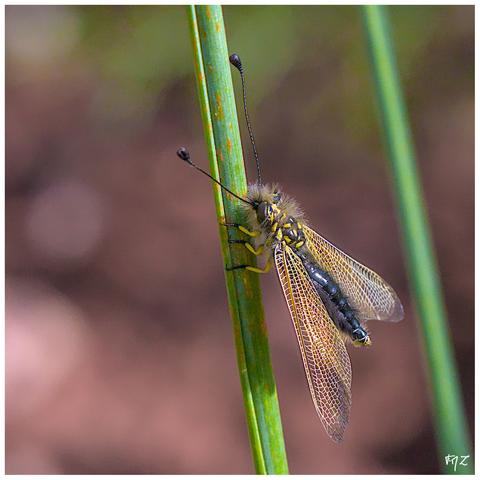 L'Ascalaphe loriot (Libelloides ictericus) est un insecte appartenant au groupe des névroptères. C'est une espèce méditerranéenne que l'on retrouve principalement dans le sud-est de la France, notamment dans les Bouches-du-Rhône et le Var, souvent près d'étangs dans l'arrière-pays. L'Ascalaphe loriot est considéré comme une espèce rare en France, principalement présente dans le sud-est, avec une répartition qui s'étend également en Péninsule ibérique.
