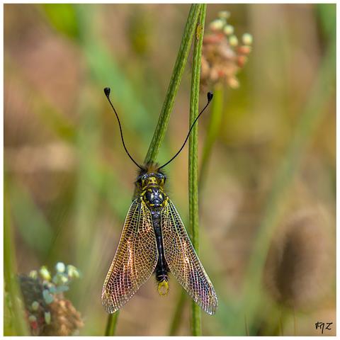 L'Ascalaphe loriot (Libelloides ictericus) est un insecte appartenant au groupe des névroptères. C'est une espèce méditerranéenne que l'on retrouve principalement dans le sud-est de la France, notamment dans les Bouches-du-Rhône et le Var, souvent près d'étangs dans l'arrière-pays. L'Ascalaphe loriot est considéré comme une espèce rare en France, principalement présente dans le sud-est, avec une répartition qui s'étend également en Péninsule ibérique.