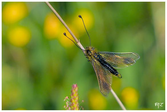 L'Ascalaphe loriot (Libelloides ictericus) est un insecte appartenant au groupe des névroptères. C'est une espèce méditerranéenne que l'on retrouve principalement dans le sud-est de la France, notamment dans les Bouches-du-Rhône et le Var, souvent près d'étangs dans l'arrière-pays. L'Ascalaphe loriot est considéré comme une espèce rare en France, principalement présente dans le sud-est, avec une répartition qui s'étend également en Péninsule ibérique.