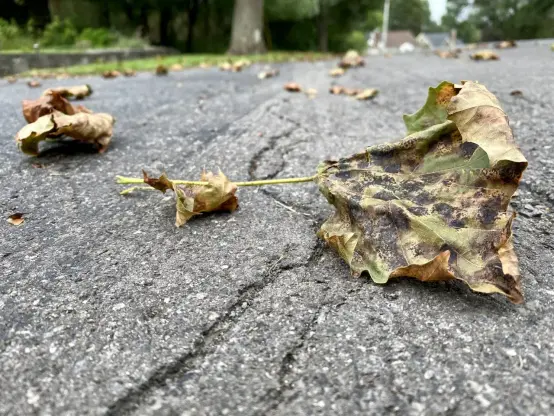Leaf on  the ground