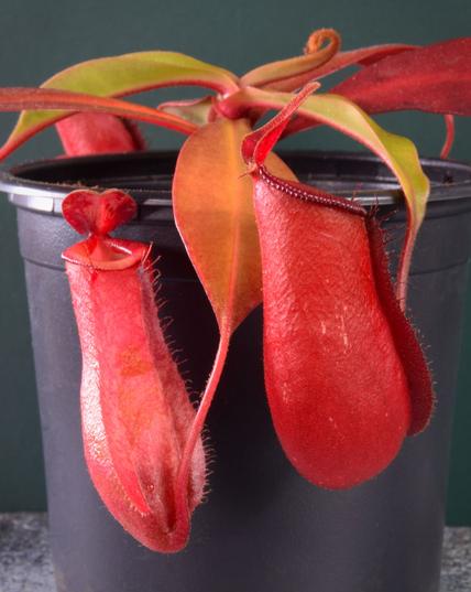 Nepenthes ampullaria red