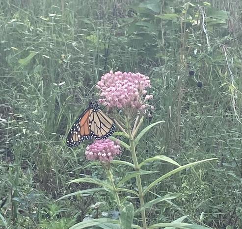 Slightly blurry, washed-out photo of a Monarch butterfly, orange and black, hanging upside down from the pink multi-headed flower it’s visiting to slurp nectar. The flower is only slightly larger than the butterfly, and both are held up by the substantial milkweed plant, which has a straight-up stem and numerous long, thin leaves, arranged in pairs, each on opposite sides of the stem. Behind all this is a darker green hillside covered with various indistinct plants.