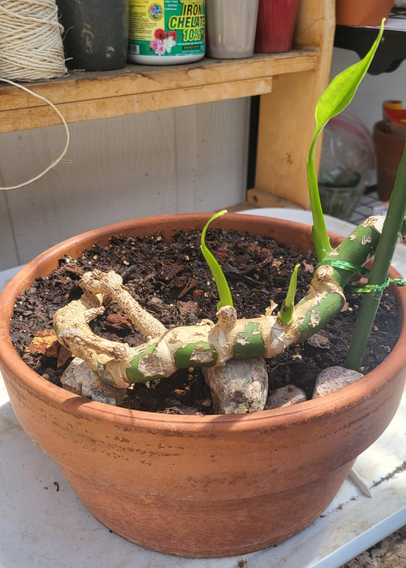 An old Monstera deliciosa vine pushes out new leaves.
