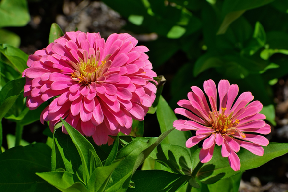 Two hot pink zinnia blooms, the left bloom is larger and fuller than the other. They look similar to daisies with yellow and orange centers surround by oval petals.