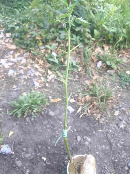 En bas, pomme de terre enracinée en racines nues.
Au milieu, germe de pomme de terre avec un élastique.
Au-dessus : tige de tomate des Galápagos.
C'est ma première tomate greffée sur pomme de terre réussie!