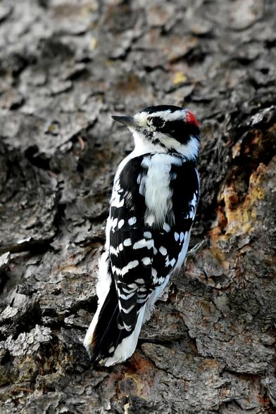 Downy Woodpecker sits on the trunk of a white spruce tree. It is looking over its left shoulder at the camera. It is all black and white, apart from the small red spot at the back of the head.