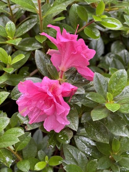 Two pretty deep fuschia azalea blossoms popping out of a sea of dark green leaves. Everything was a bit wet. 

This is the start of their fall reblooming and I am so ready for it.