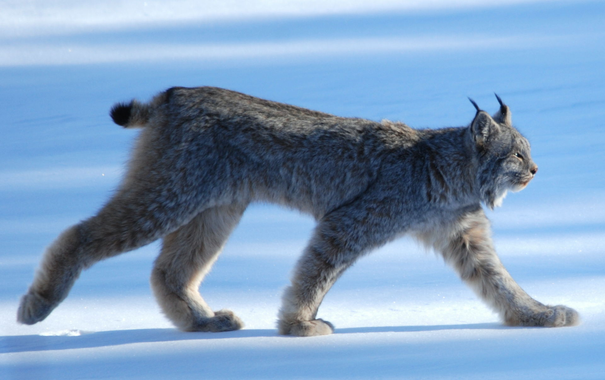 Photograph by Keith Williams of a lynx walking along a snowy surface in profile.