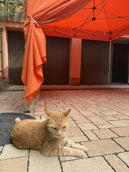 Kater Leo mit spitzen Ohren daneben