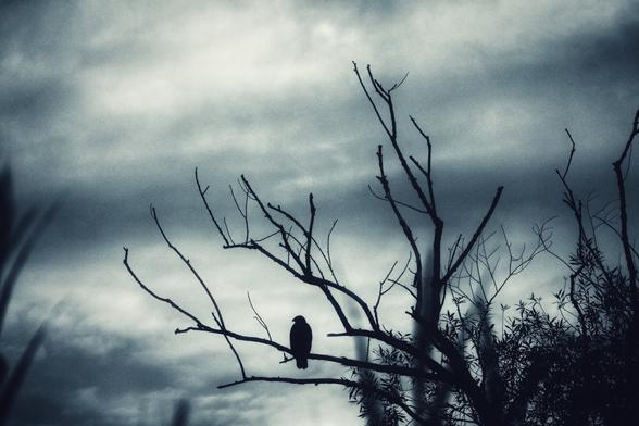 A black and white photograph of a solitary bird, silhouetted against a dark, cloudy sky. The bird is perched on a bare branch of a leafless tree, which is also silhouetted. The image has a grainy texture and a slightly blurred, moody feel, suggesting a cold or sombre atmosphere. The composition is focused on the central figure of the bird and the stark branches, with other foliage visible to the right.