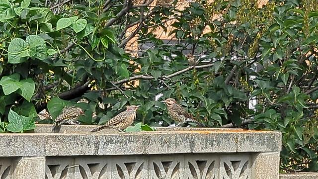 A still capture from a video of three northern flickers on a concrete wall surrounded by shrubs.