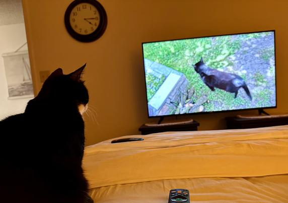 Tuxedo girl Betty watching cat videos