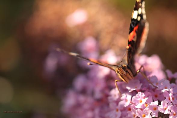 Painted lady butterfly on a butterfly bush in the right hand corner. It is a macro photograph, the head of the butterfly is sharp and the hairs on the butterfly are visible. It is facing towards the camera.