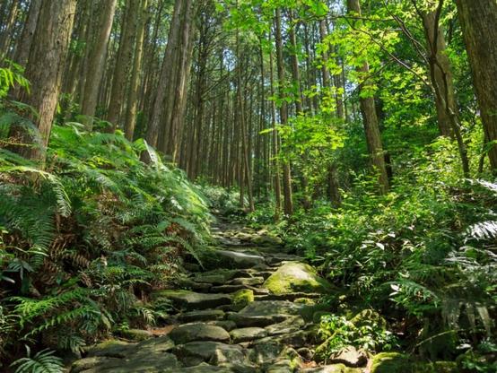 好き＆行ってみたい「三重県の森林浴スポット」ランキング！ 2位「熊野古道伊勢路」を抑えた1位は？【2025年調査】 - All About ニュース