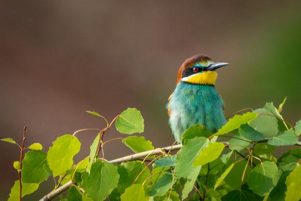 The photo shows a colorful European bee eater (bird) on a branch.