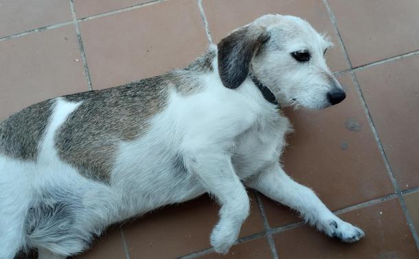 Foto de un perrito tumbado en el suelo. Tiene postura relajada pero la cabeza levantada con expresión preocupada
