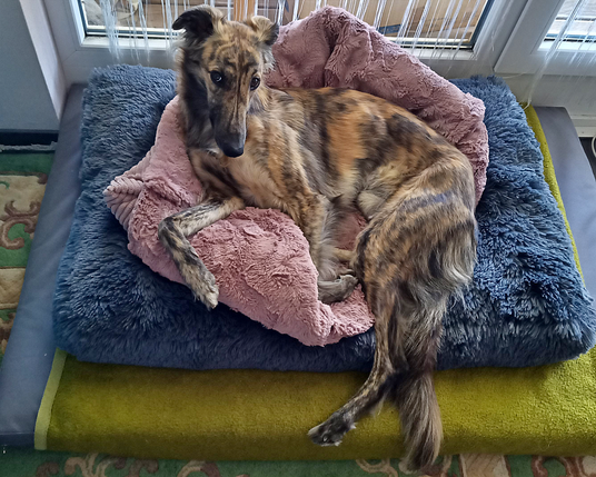 Farbfoto im Querformat: Vor einem Balkonfenster mit Fadengardine liegt auf einem grünen Teppich mit Muster eine graue Hundematratze unter einer grünen Wolldecke unter einer dunkelgrauen flauschigen Hundematratze unter einem altrosa aufgeklappten Hundeschlafsack. Darauf liegt der dünne Windhund auf seiner rechten Körperseite. Die Rippen sind zu sehen Er hat den Kopf angehoben und blickt in die Kamera.