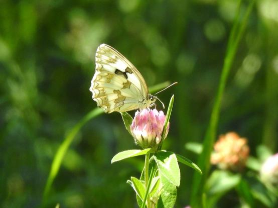 Una mariposa de color blanco con manchas negras y grises, se ha posado sobre una flor de trébol para libar. El fondo es borroso y de color verde.