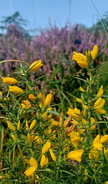 Yellow gorse in focus with purple heather in background topped with cloudless blue sky