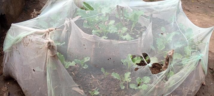 A net covering the crops to protect it from heavy rain damage, protect from pests and birds and providing shades to our beloved crops ..