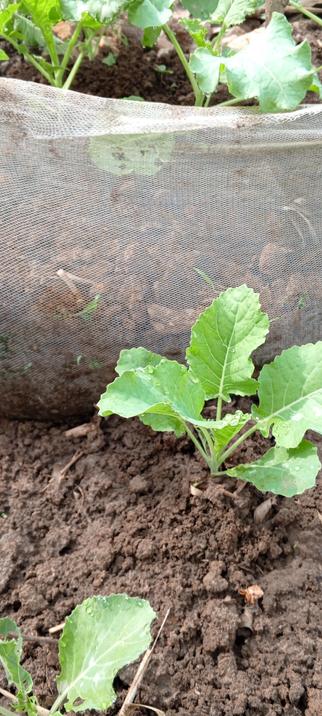 Young leaf 🍀 green which belongs to brassica Oleracea species...