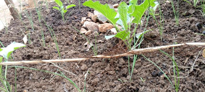 Here we combined the two in one small garden and waiting to see their results.