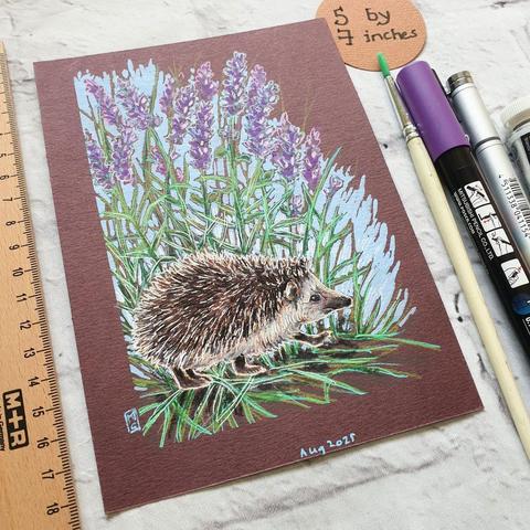A small drawing of a cute little hedgehog in profile walking through a patch of purple lavender flowers. The drawing is on dark red brown paper.
Hedgehogs are well established in urban habitat and can survive well in our cities, making extremely good use of cemeteries, railway land, wasteland and both public and private gardens.
An original art work
Colour pencil and mixed media on acid free toned artist paper
5 by 7 inches (12.7 by 17.8 cm).
Sold unframed