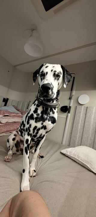 #Dalmatiner Willi will den Scheff raus locken