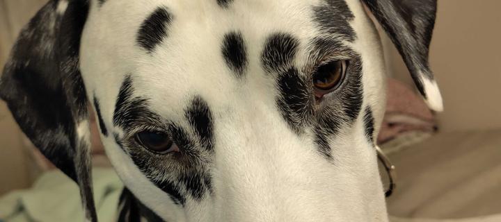 Die Augen von Dalmatiner Willi