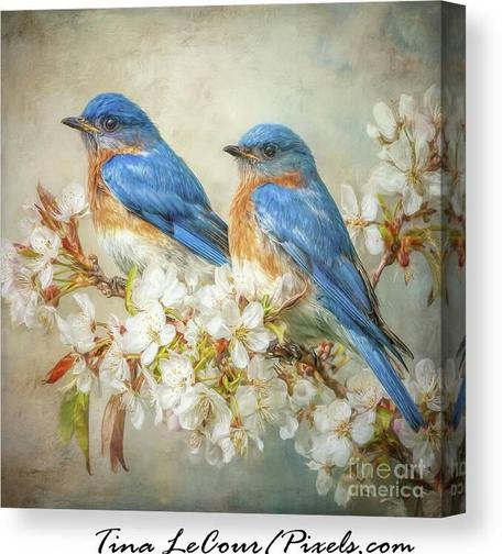 This is a canvas of a pair of eastern bluebirds perched in some white blossom flowers with a textured effect.