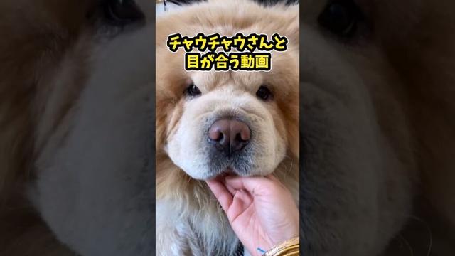 仕事で疲れた皆に贈る笑いと癒しのチャウチャウ5選ww　#チャウチャウ #笑える #癒し #犬のいる暮らし #犬のいる生活 #元気になる動画