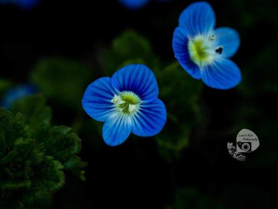 a macro photo taken and edited by rayne. it's of two very tiny blue flowers on a dark green leafy background. the flowers have 4 petals each that are a medium tone blue with dark blue vein-like stripes. the center has is white and light green with tiny stamens emerging.
