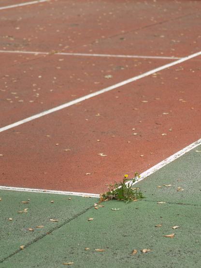 A minimalist composition of a tennis court with intersecting green and red textured surfaces, marked by clean white boundary lines forming sharp geometric angles. At the center of the intersection, a small yellow wildflower with green leaves pushes through a crack in the pavement, symbolizing resilience and life emerging from an urban environment. Scattered dry leaves rest across the court, adding subtle texture and contrast. The photograph balances structured geometry with organic growth, highlighting themes of perseverance, fragility, and the coexistence of nature and man-made spaces.