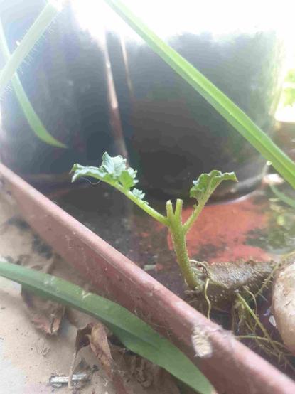 Germe de pomme de terre coupé avec une profonde entaille concave.