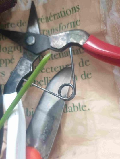 Sécateur okatsune 307, couteau svord peasant, greffon de tomate bien taillé