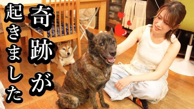 家族以外は懐かないはずの甲斐犬が心を許した瞬間！！家族以外に甘える姿が可愛いすぎる！　 #甲斐犬 #柴犬　#dog