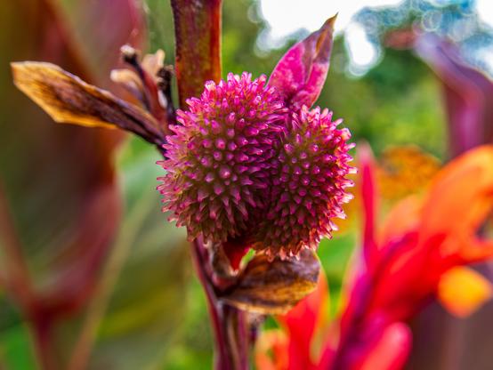 A close-up of a vibrant, spiky flower bud with shades of pink and purple, surrounded by lush green foliage and blurred colorful petals in the background

Zbliżenie żywego, kolczastego pąka kwiatu w odcieniach różu i fioletu, otoczonego bujnymi zielonymi liśćmi i rozmytymi kolorowymi płatkami w tle.